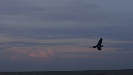 Silhouette-of-Scarlett-Macaw-bird-flying-in-the-sky-at-dusk