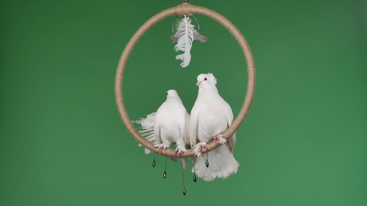 아름다운  털을 가진 비둘기 한 이 장식적인 원에 앉아 있습니다. 서커스 훈련 된 새는 녹색 화면 크로마 키에 스튜디오에서 포즈를 취하고 있습니다. 새의 부드러운 유혹. 느린 모션.