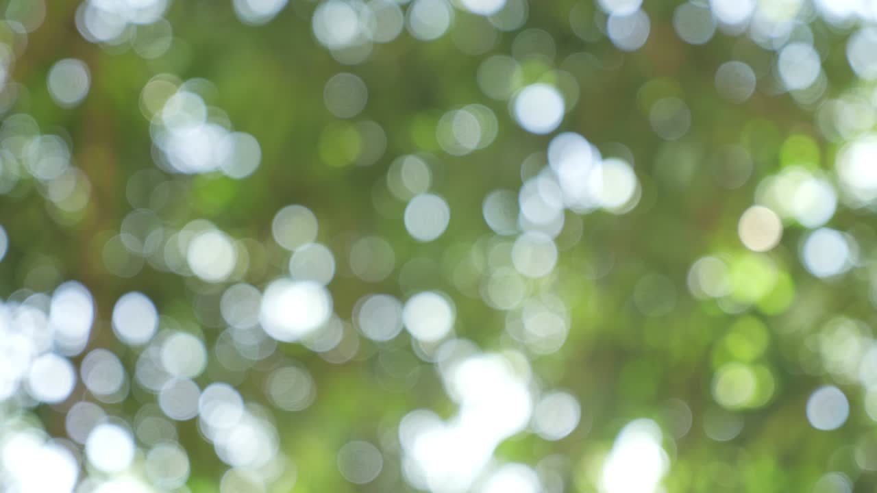 abstracto borroso fuera de foco y borroso hoja verde fondo de la naturaleza bajo la luz del sol con bokeh y copia de espacio usando como fondo plantas naturales paisaje, concepto de ecología.