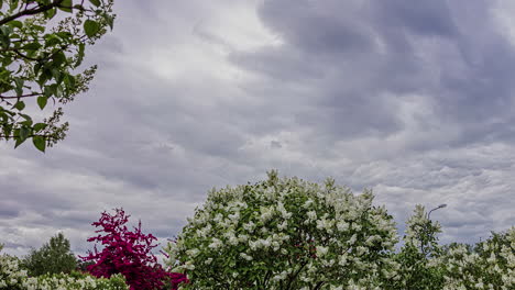 a beautiful timelapse of clouds under a tree