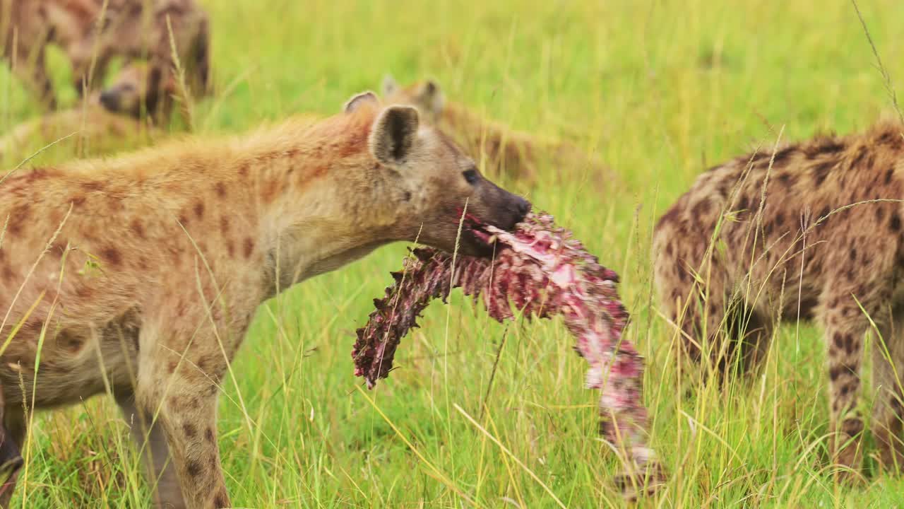Slow Motion Shot of Two Hyenas eating scavenged prey, bloody kill, blood in fur, African Wildlife ecosystem, circle of life in Kenyan National Reserve, Africa Safari Animals in Masai Mara