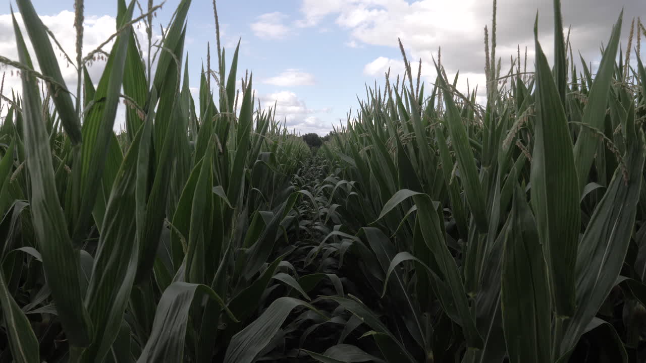 diapositiva de derecha a izquierda en un campo de maíz
