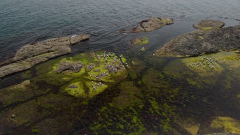 Drone-wide-shot-over-seagulls-on-sea-cliffs-3