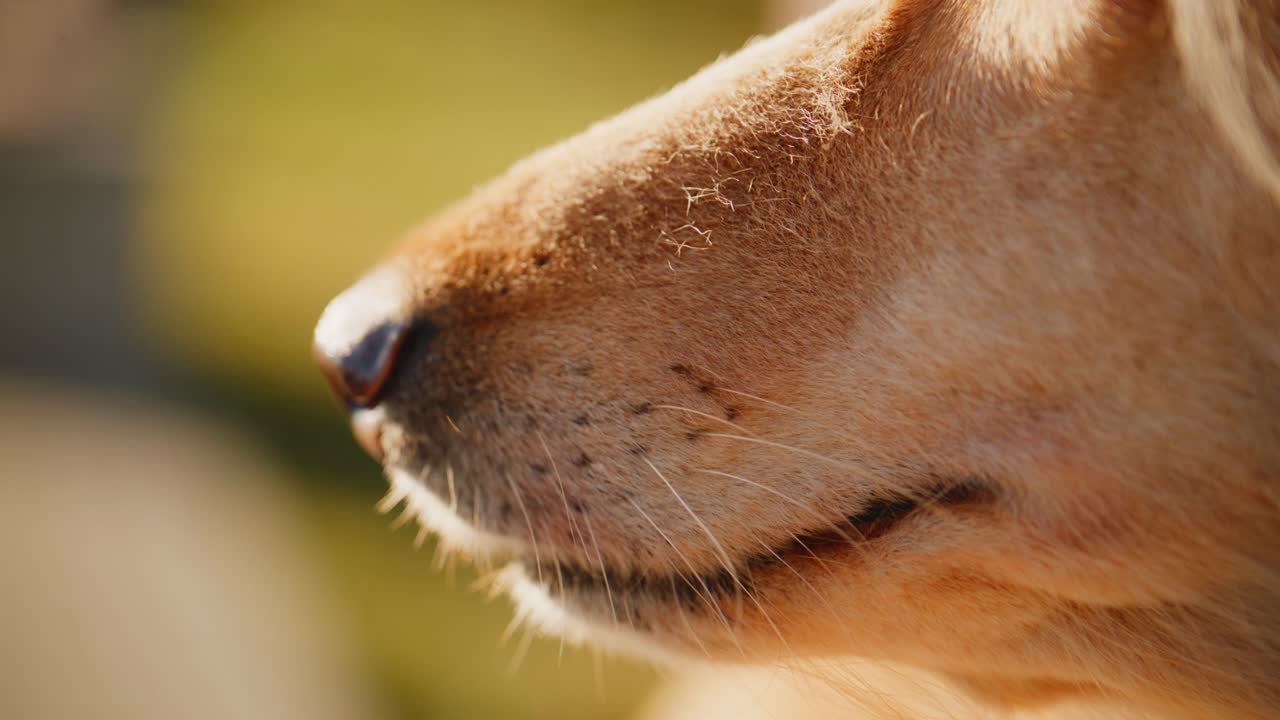 犬の鼻のクローズアップ。穏やかな屋外の暖かい日差しの中で、毛並み、ひげ、鼻の質感やディテールが際立っています。