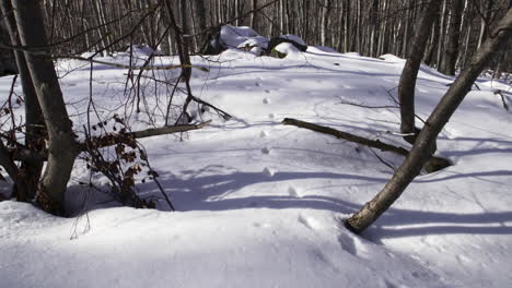 Footage-of-a-beautiful,-snowy,-pine-forest-in-the-mountains-during-the-winter