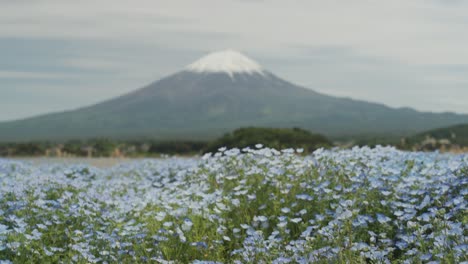 Reveal shot overlooking Kawaguchi Lake with the majestic Mt. Fuji in the background, as colorful flowers in the foreground sway gently in the breeze under a bright sunny sky in Japan.