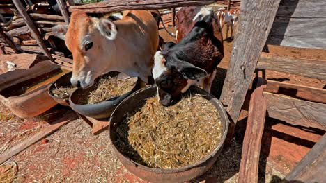 Cows-eat-hay-and-dry-grass-from-bucket-in-ranch,-licks-camera-with-tongue