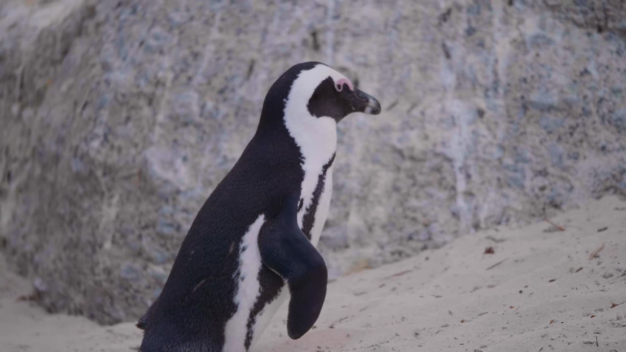 cerca de un pingüino subiendo una colina de arena en una playa en cámara lenta en sudáfrica