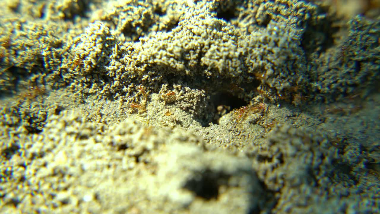 las hormigas marchan a lo largo de la carretera