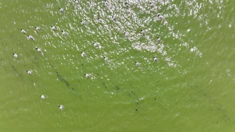 A-top-down-drone-camera-shot-directly-over-ducks-wading-in-a-green-lake-on-a-sunny-afternoon