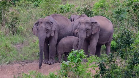 The-Asiatic-Elephants-are-endangered-species-and-they-are-also-residents-of-Thailand