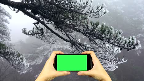 grabar un video de la naturaleza con un teléfono inteligente con pantalla verde