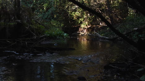 A-creek-is-slowly-running-under-the-massive-foliage-of-forest