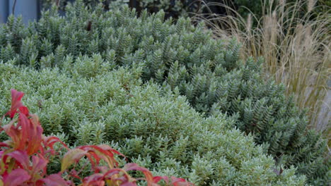 static mixed shot of hebe with nandina in foreground and ornamental grass in background static