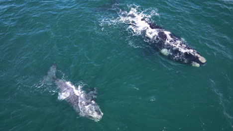 Drone-close-up-of-Southern-Right-whales-in-coastal-waters,-brindled-calf