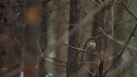 Common-chaffinch-sitting-on-the-branch-and-singing