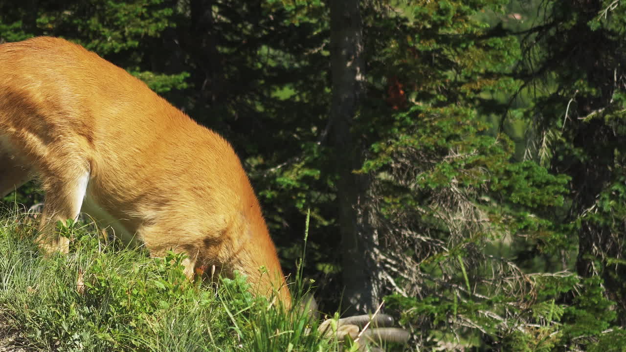 무성한 산허리에서 풀을 뜯는 흰꼬리 사슴, 멋진 뿔 세트