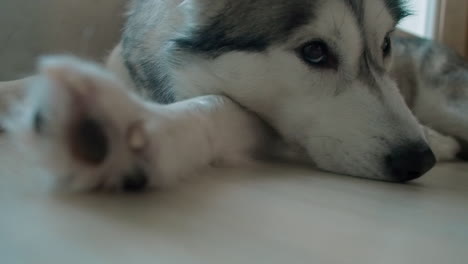 Blick-Aus-Der-Tiefwinkelansicht-Auf-Den-Süßen,-Schläfrigen-Husky-Hund,-Der-Drinnen-Auf-Dem-Teppich-Schläft