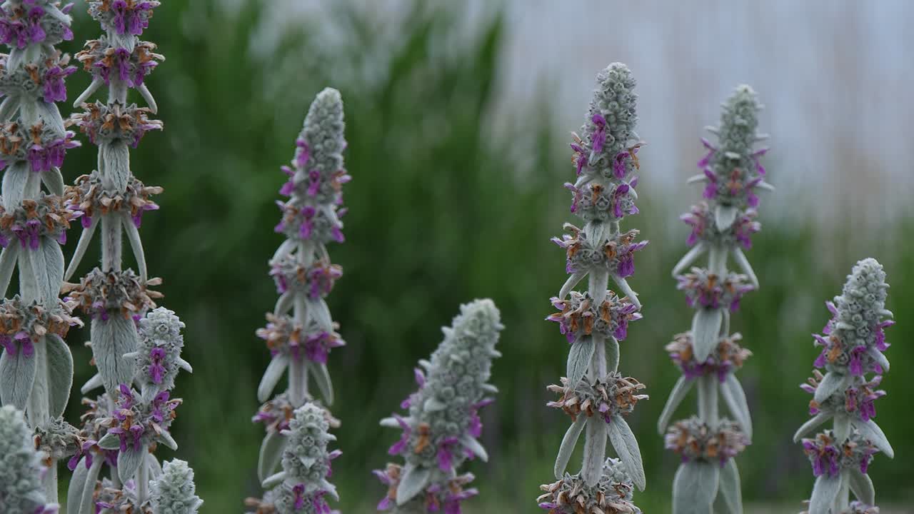 일본 카와구치코 호수에 있는 아름다운 꽃