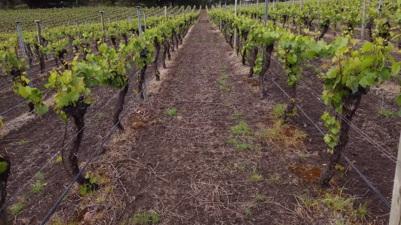 drone volando a lo largo de la fila de uvas de vino blanco en un viñedo de adelaide hills