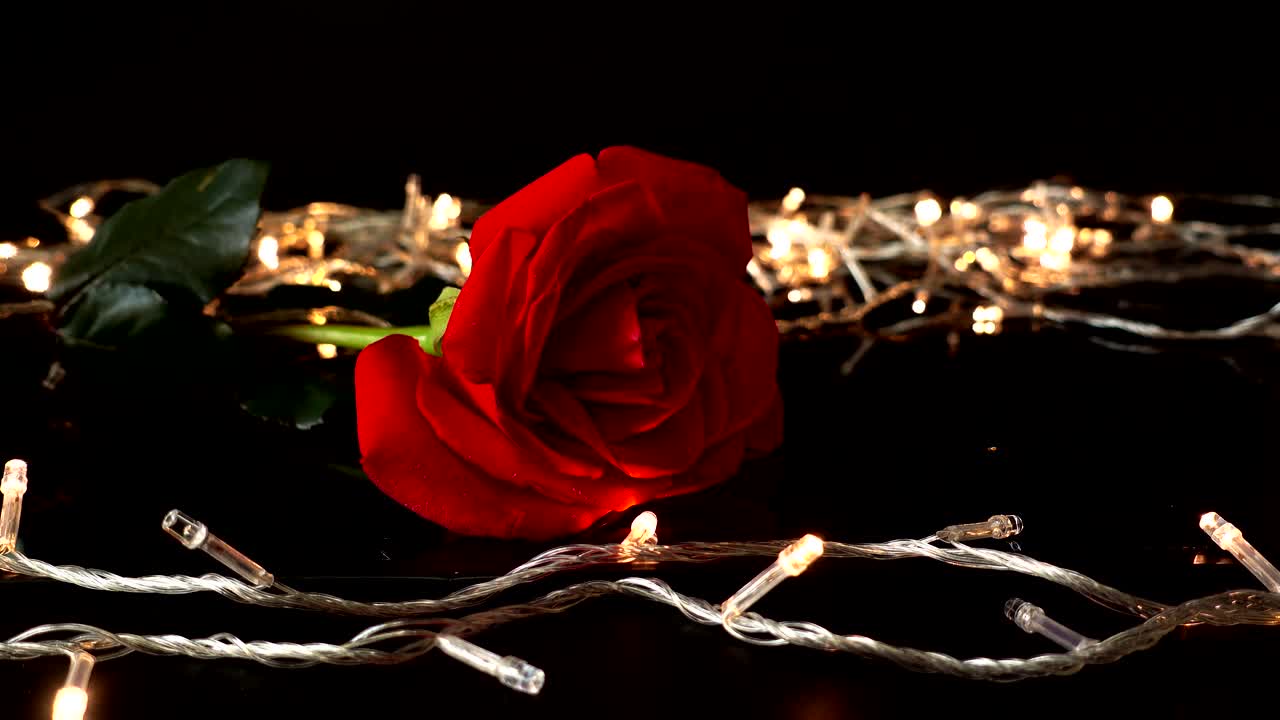 Rose vor dem Hintergrund heller Lichterketten