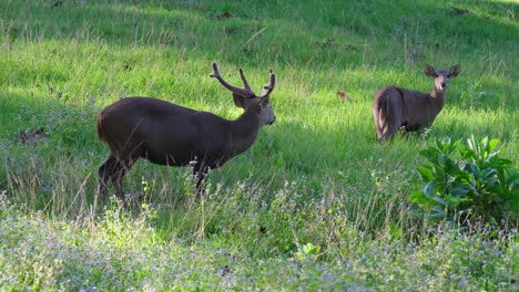 Indischer-Schweinehirsch,-Hyelaphus-Porcinus