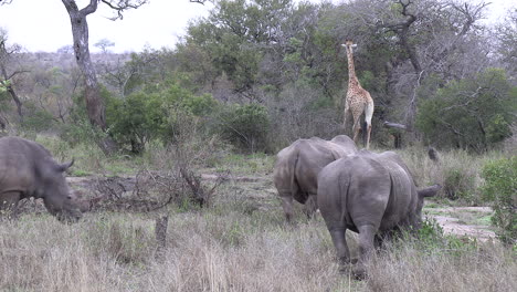 escena de la vida silvestre africana con rinocerontes pastando mientras una jirafa camina en el fondo