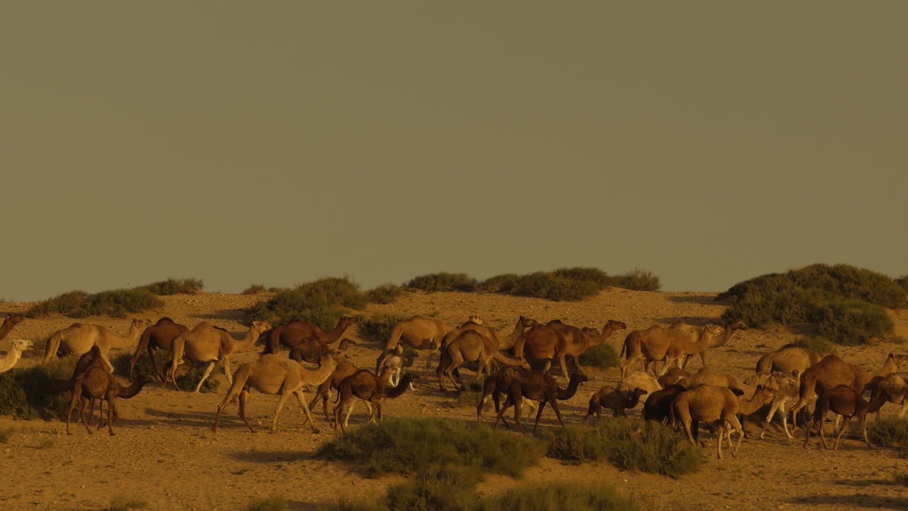 camellos en el desierto