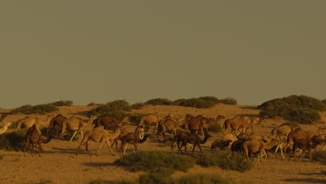 camels in the desert