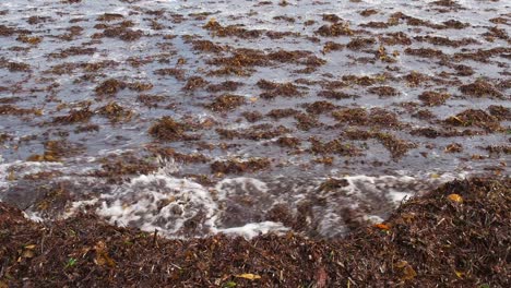 small white water wave tumbles over dead floating seagrass