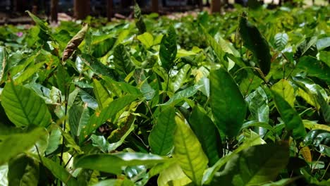 cierre de las hojas de la planta de café revoloteando en la brisa, absorbiendo la luz del sol, en un vivero de cultivo de café