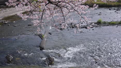 sakura cherry blossoms over the kamogawa river in kyoto, japan