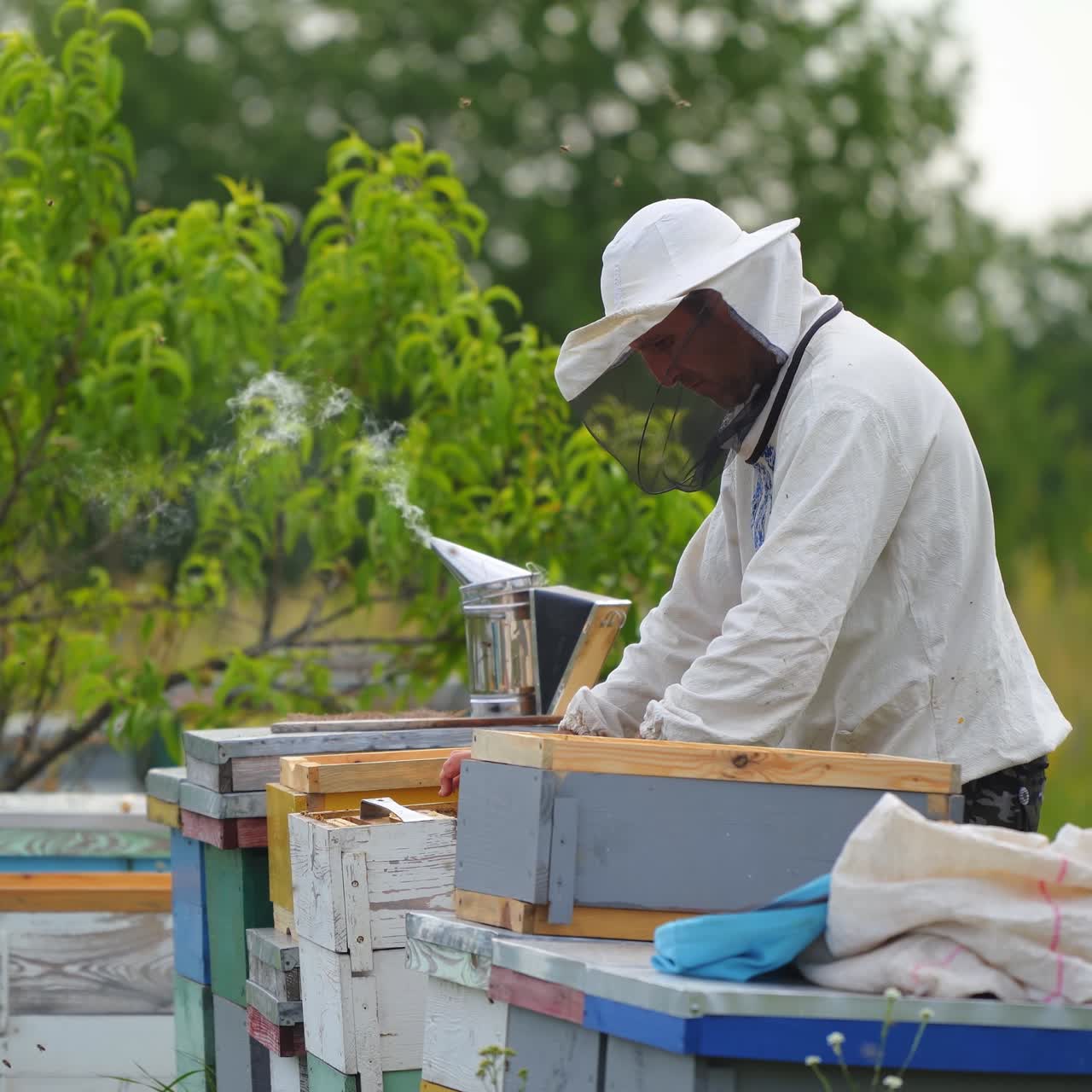Experienced beekeeper on apiary. Male apiarist working with small frames on beautiful green nature background. Smoker on the beehive. Side view