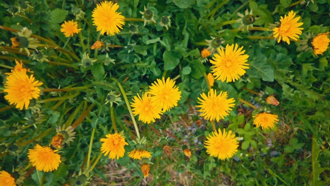 Fiori selvatici gialli che crescono in un paesaggio rurale in Norvegia, mostrando piante fiorite e vegetazione naturale