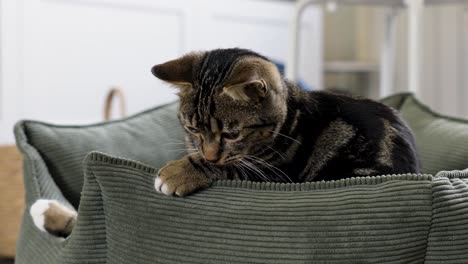 striped cat lying in soft fabric bed looking down calmly indoors