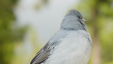 Closeup-shot-of-Tenerife-blue-chaffinch-bird-while-looking-around,-static