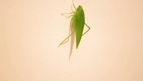 Un-Tettigoniidae,-También-Conocido-Como-Katydids,-O-Bush-Crickets,-O-Esperanca,-Salta,-Camina,-Gatea,-Se-Mueve-Por-La-Casa-2