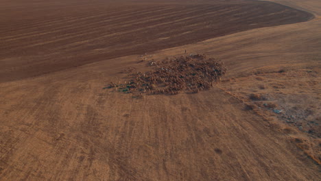 Shepherd-in-an-orange-sunrise-with-his-sheep,-found-in-a-dry-desert-area-without-grass-#3-Aerial-Pullback-sky-reveal-shot-1