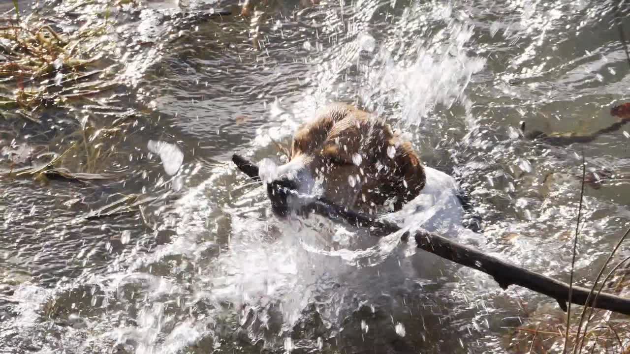 Close-up of Beagle dog swimming while retrieving a wooden stick