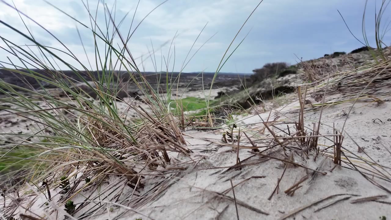Coastline in Portugal with native plants on the dune vegetation