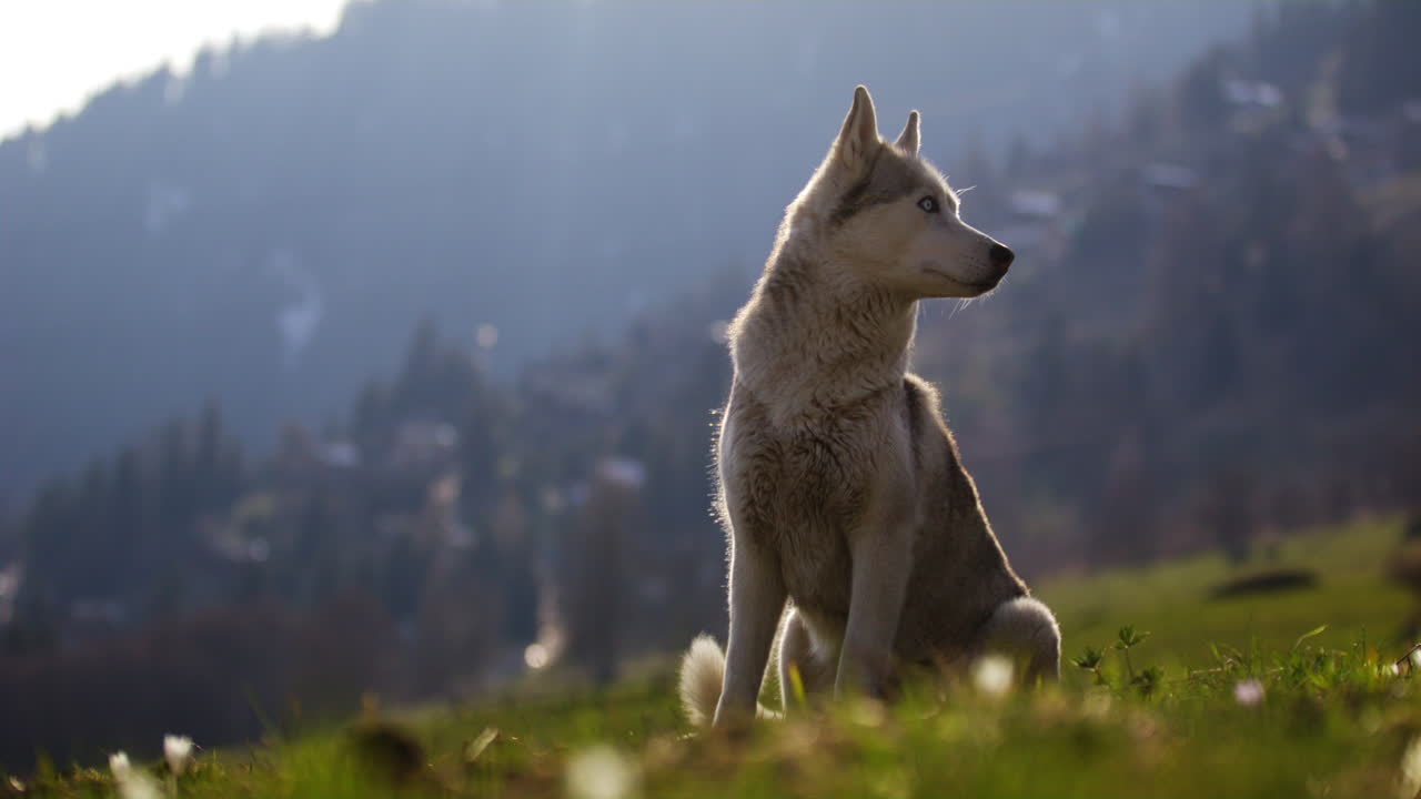 Majestic husky walking through an open alpine field at sunset, with breathtaking mountain views and golden skies in the background.