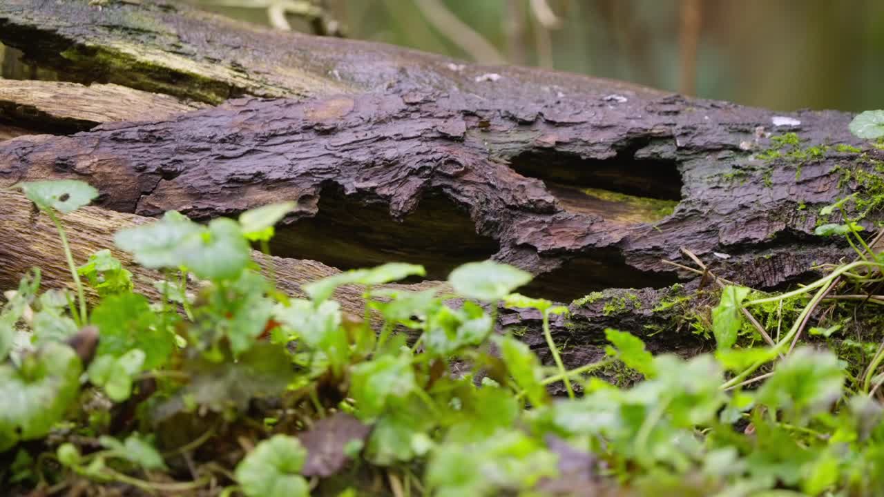 Slow motion of curious vole exploring mossy tree stump surrounded by green vegetation