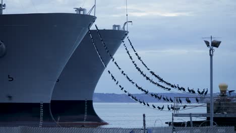 Pájaros-Cormoranes-Sentados-En-El-Amarre-De-La-Línea-De-Proa-Del-Barco-Militar-En-Tacoma,-Washington