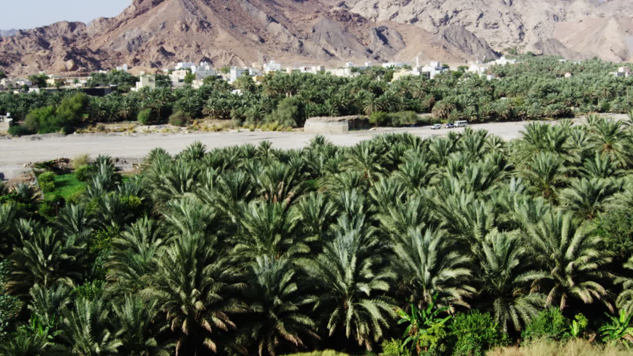 Piantagione di palme di fronte a colline aride a Fanja, Oman, inquadratura ampia con panoramica a sinistra