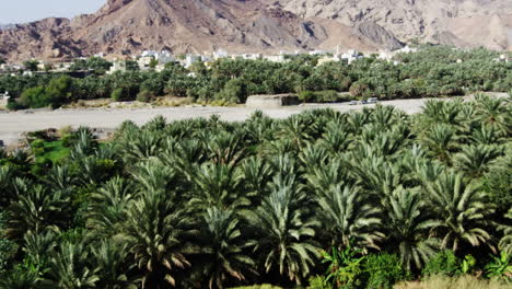 palm tree plantation in front of arid hills in fanja, oman, wide shot pan left