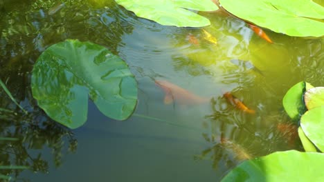 koi carpa.pez de colores brillantes en el estanque. cría de peces ornamentales en un estanque