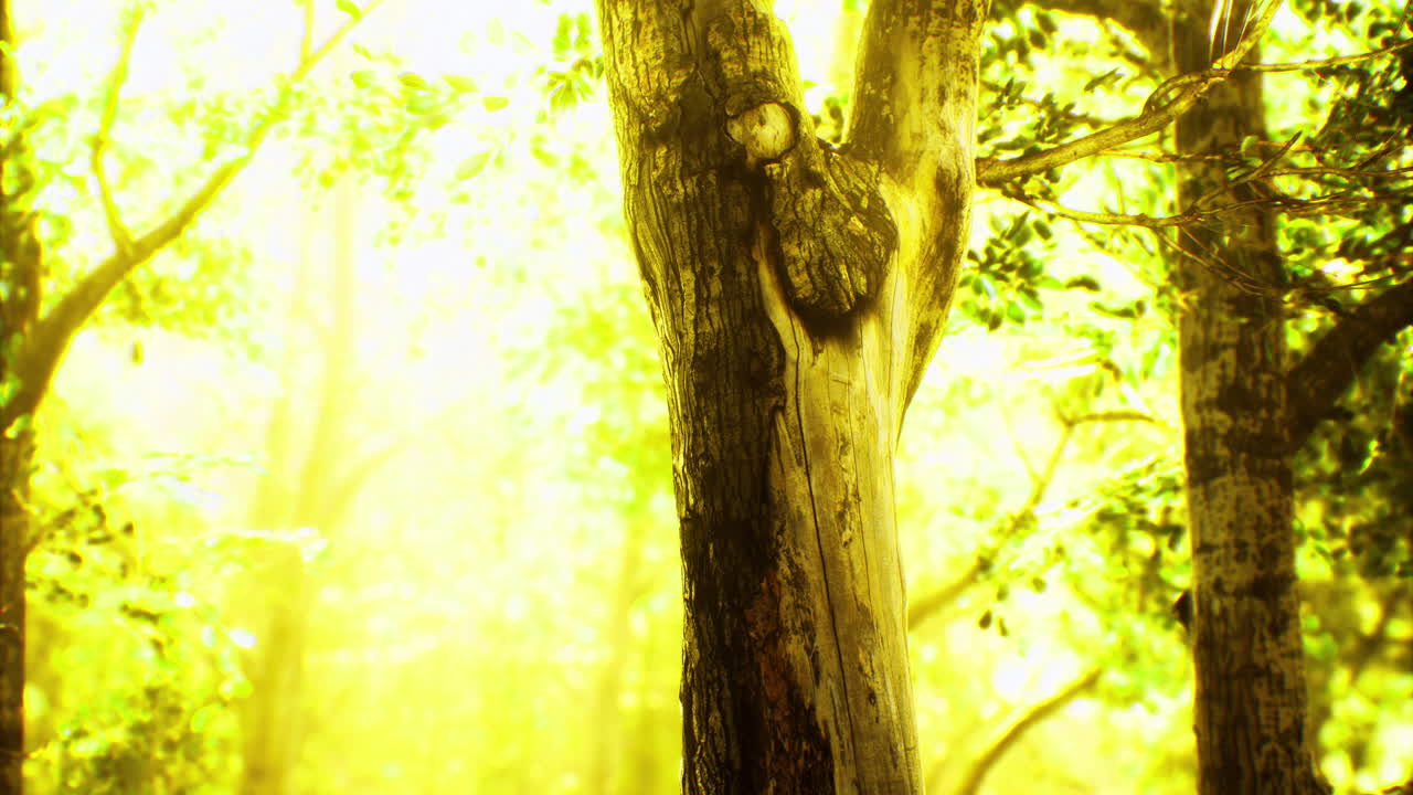 Bright sunlight filters through a dense forest creating a magical atmosphere