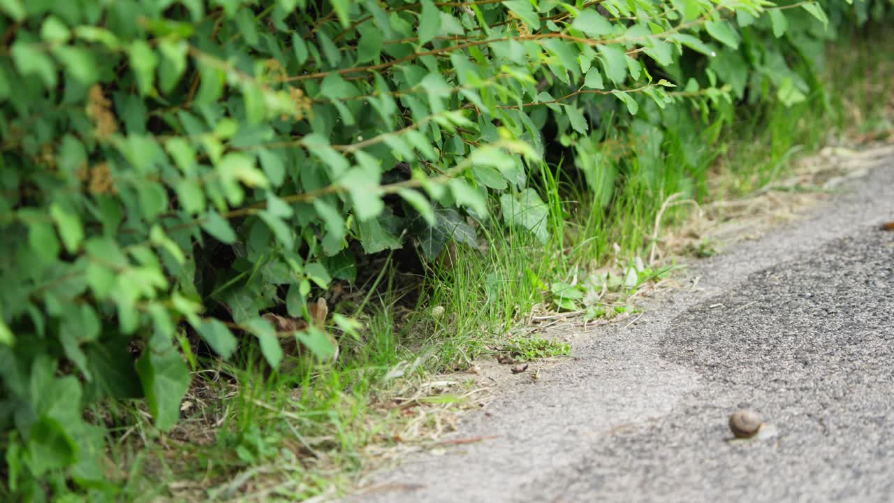 European hamster moves through greenery and forages on a gravel path. This handheld shot captures the animal's movements and natural behavior in its environment during daylight