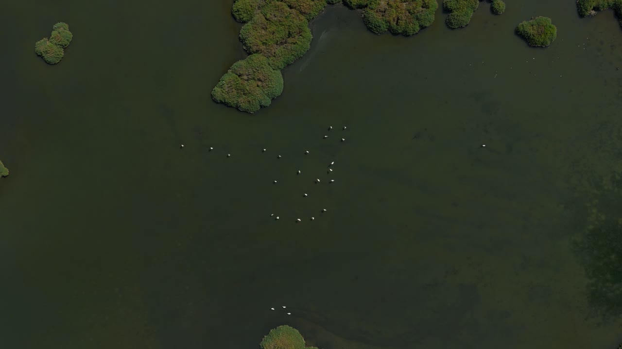 flamencos vistos desde arriba en aguas poco profundas de una sabana de laguna
