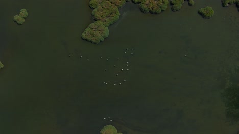 Flamencos-Vistos-Desde-Arriba-En-Aguas-Poco-Profundas-De-Una-Sabana-Lagunar